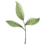 leaves, twig, watercolor-5677717.jpg